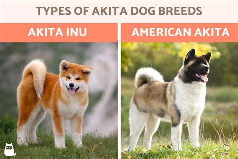 What Is The Difference Between An Akita And An American Akita