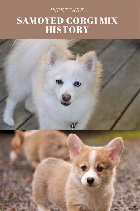 Samoyed Corgi Mix History