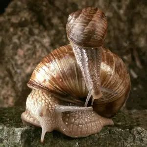 Helix pomatia - Facts, Diet, Habitat & Pictures on Animalia.bio