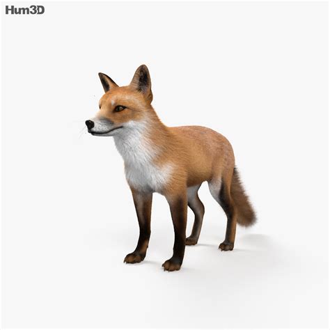 Animated European Red Fox 3D model - Download Mammals on 3DModels.org