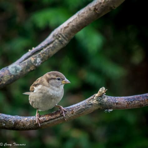 Vogels in de tuin – Foto's van Conny