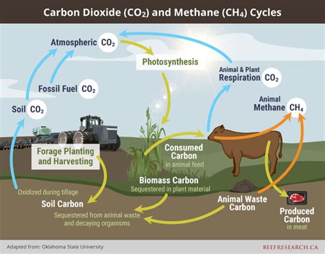 Beef Cattle & the Carbon Cycle – a New Webpage - BeefResearch.ca