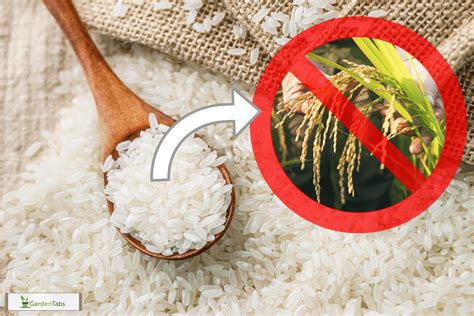 Can You Grow Rice From Store-Bought Rice?