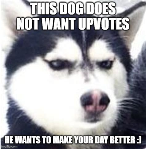 Mad Doggo Memes - Imgflip