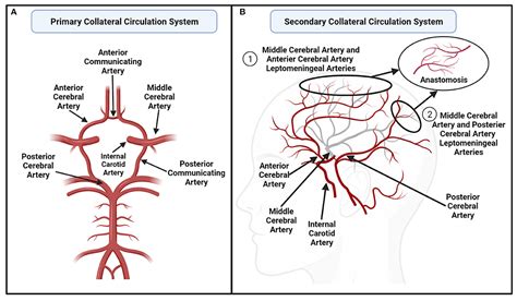 Frontiers | Pre-stroke Physical Activity and Cerebral Collateral Circulation in Ischemic Stroke ...