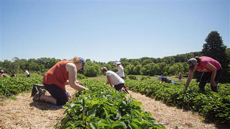 Wilson's Orchard & Farm - What's Pickin?