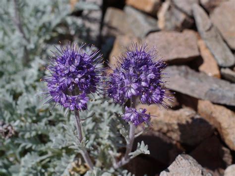 Photo #59989 | Phacelia sericea | plant lust