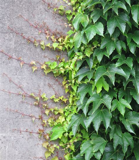 Parthenocissus tricuspidata - Trees and Shrubs Online