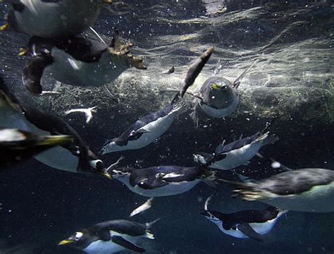 King Penguins at Central Park Zoo | New York Post