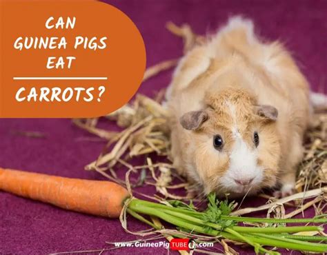 Can Guinea Pigs Eat Carrots? (Benefits, Risks, Serving Size & More ...