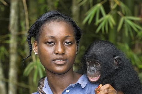 Bonobo Ape Conservation Photograph by Tony Camacho - Pixels