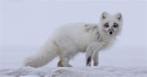 Arctic Fox - Animal That Thrives In Extreme Environment - Learn About Nature