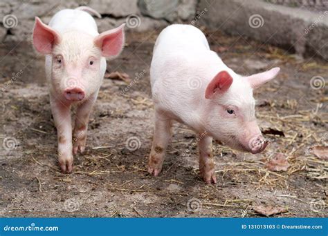 Two Little Cute Pigs on the Farm. Stock Image - Image of nose, little ...