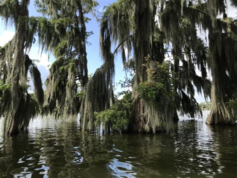 Photos from Lake Martin, Louisiana