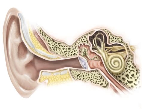 External auditory canal of human ear. Poster Print by Alan Gesek/Stocktrek Images (32 x 24 ...