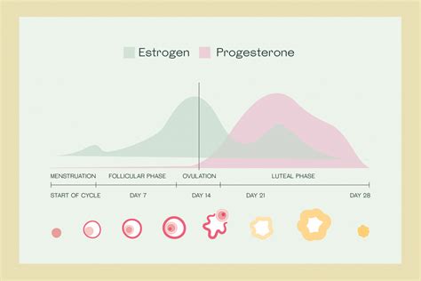 Estrogen and Progesterone: Understand How Each Hormone Works