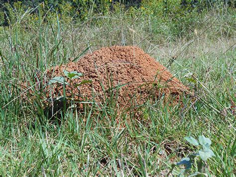 Red Imported Fire Ant | NC State Extension