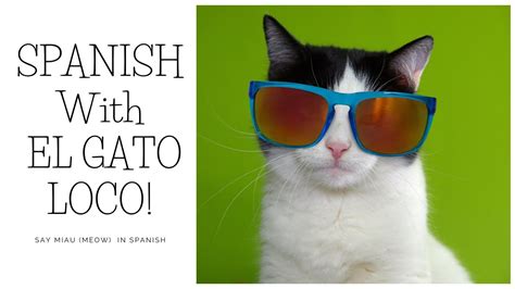 Learn Spanish with animals: EL GATO - YouTube