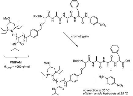 Protein polymer | Polymers and monomers | Pinterest | Polymers and Protein