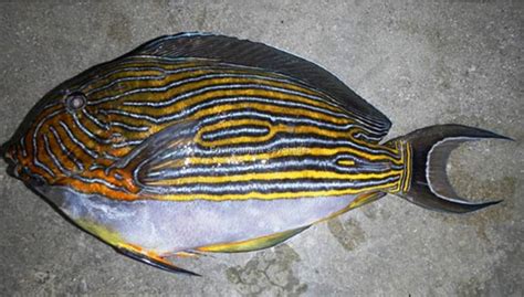 Acanthurus lineatus (Linnaeus, 1758) - Seatizens