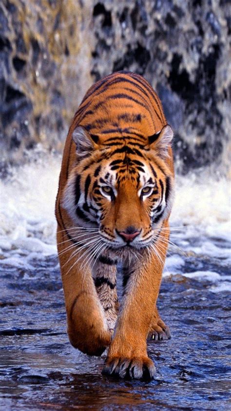 Tiger Phone Wallpapers - Top Free Tiger Phone Backgrounds - WallpaperAccess