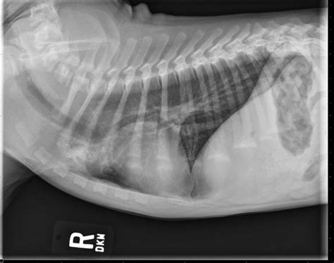 Young MI Mixed Breed Dog » Veterinary Diagnostic Imaging » College of Veterinary Medicine ...