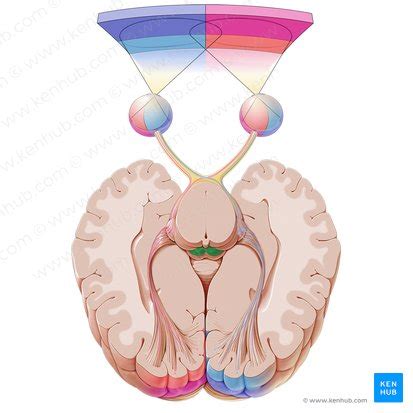 Superior colliculus: Anatomy and function | Kenhub