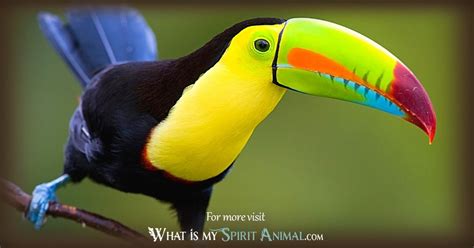 Toucan Symbolism & Meaning | Spirit, Totem & Power Animal