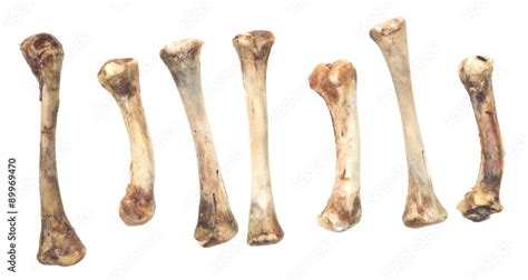 chicken bones Stock Photo | Adobe Stock