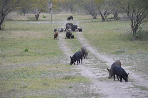 Hog Hunting South Texas