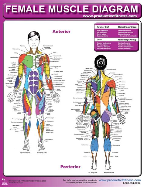 Female Muscle Diagram and Definitions | Jacki's Blog | Muscle diagram, Muscle women, Muscle anatomy