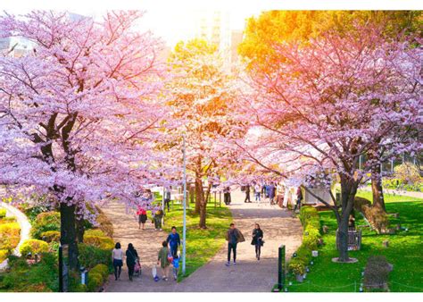 Seeing Sakura: 10 of Tokyo's Best Cherry Blossom Viewing Spots - 2019 ...