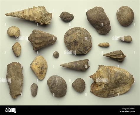 Eocene age hi-res stock photography and images - Alamy