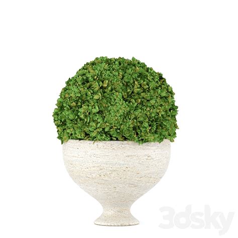 Boxwood set 01 - Outdoor - 3D model