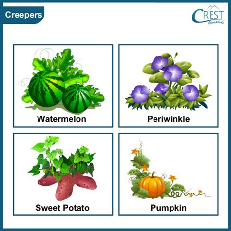 Classification of Plants Class 2 Notes | Science Olympiad