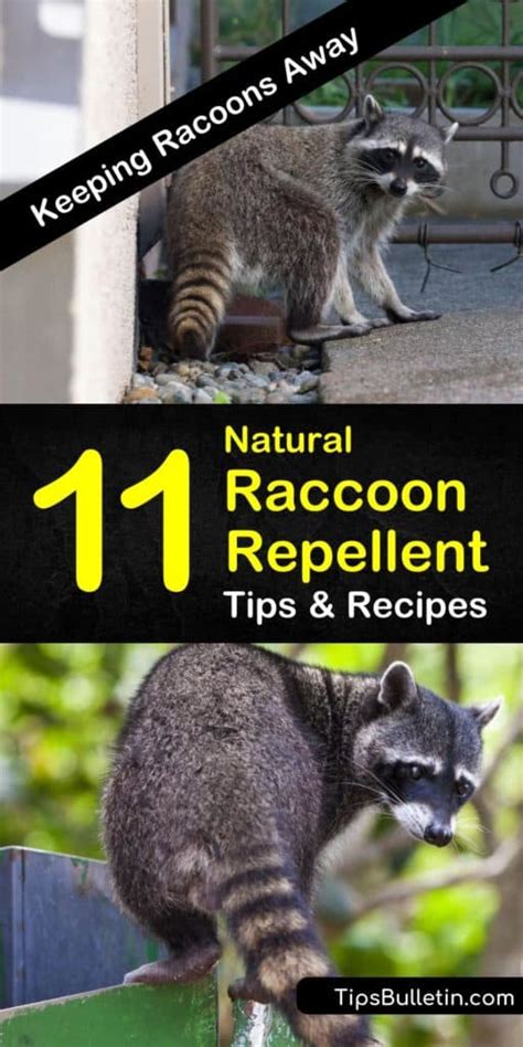 11 Smart & Simple DIY Raccoon Repellent Solutions