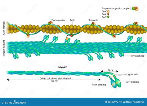 Actin Filament And Myosin Filament. Structure Myosin. Muscle Actin ...