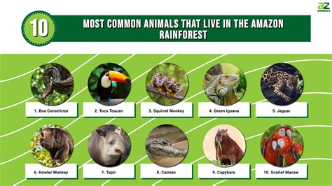 The 10 Most Common Animals That Live in the Amazon Rainforest - A-Z Animals