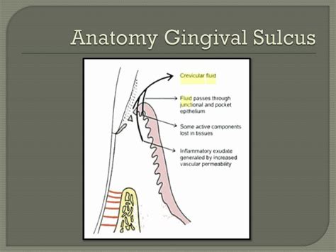 PPT - Gingival Crevicular Fluid PowerPoint Presentation - ID:6324446