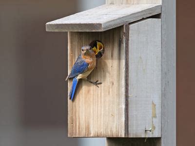 Eastern Bluebird Nesting (Behavior, Eggs, Location + FAQs) | Birdfact