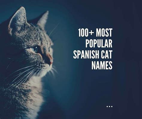 100+ Most popular Spanish Cat Names - Globalpetblog