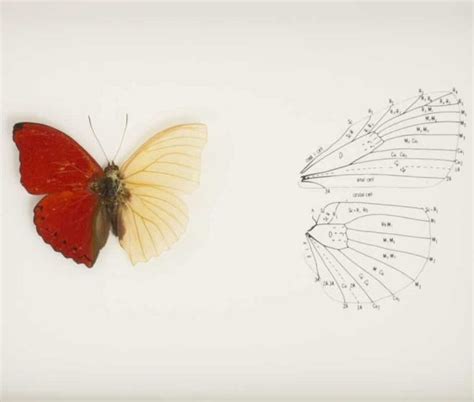 Butterfly Oddity Display | butterfly wing anatomy