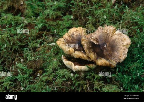 Roasted chicken mushroom, Glacier Bay National Park, Alaska (Lyophyllum decastes), USA Stock ...