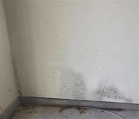 Does Bleach Get Rid of Mold?