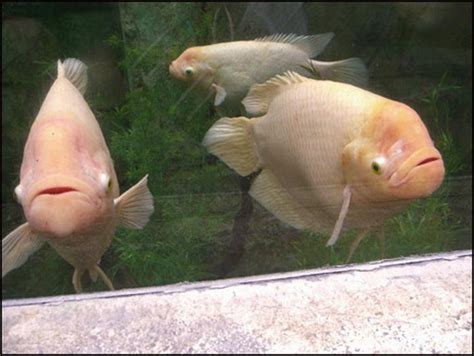 My Funny: Fishes Mimic Like Human Faces | Pictures