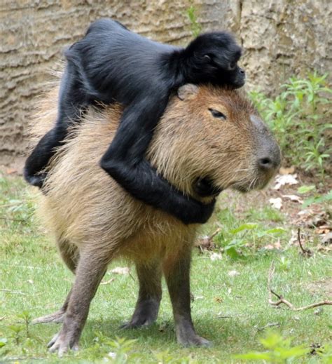 Why Do Animals Like Sitting On Capybaras So Much?