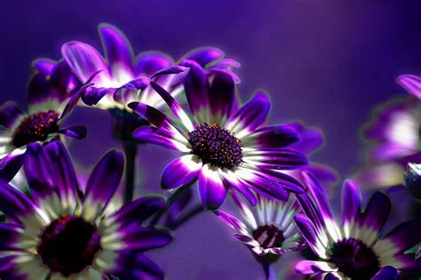 Purple Flowers Photograph by Dawn Van Doorn - Fine Art America