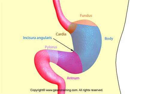 Stomach Anatomy Antrum