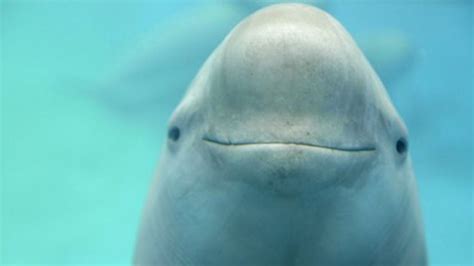 The finless porpoise or jiangtun in Chinese has made its home in the Yangtze River as far back ...