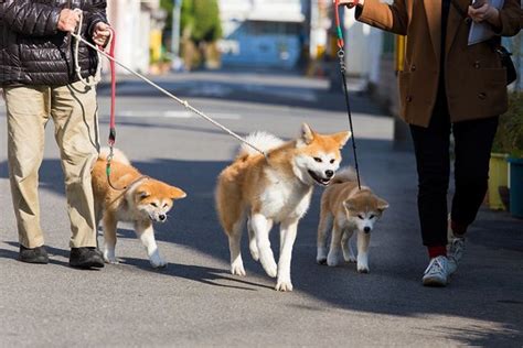 Shiba Inu Training Guide: How to Discipline Correctly (Updated 2022 ...